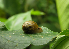 Simpulopsis sulculosa