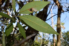 Hypocrella aleyrodis