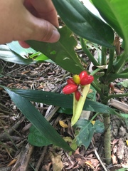 Aglaonema commutatum