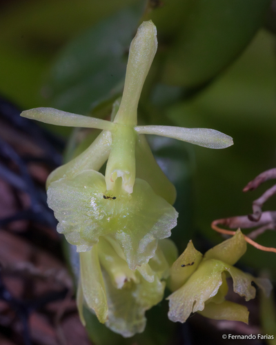 Epidendrum deditae Hágsater & Krahl 3