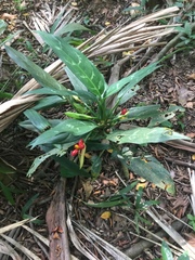 Aglaonema commutatum