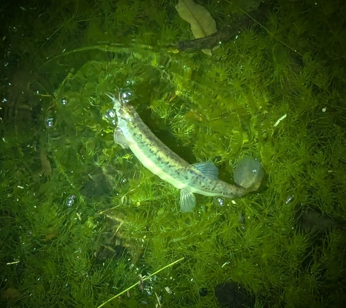 Chinese Weather Loach