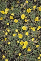 Potentilla acaulis