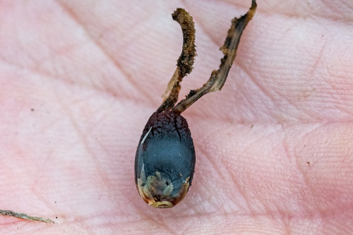 Capped Arrowreed (Ceratocaryum caespitosum)
