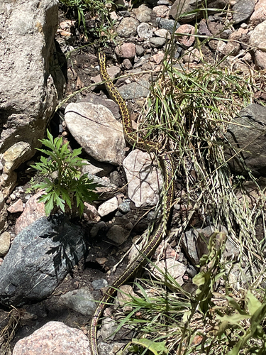 Vanzolini's Ground Snake