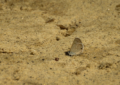 Hemiargus