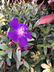 Pleroma semidecandrum