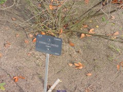 Hippocrepis emerus emerus
