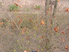 Hippocrepis emerus emerus