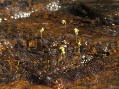 Utricularia neottioides