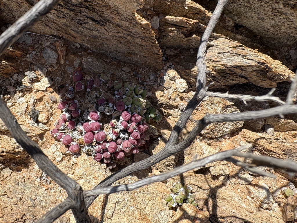 Conophytum loeschianum 2