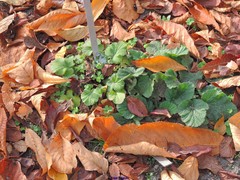 Geum pyrenaicum