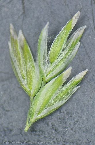 Poa flaccidula