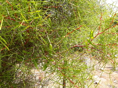 Hakea trifurcata