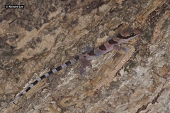 Cyrtodactylus intermedius