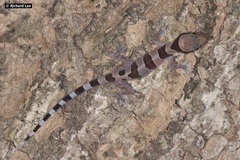 Cyrtodactylus intermedius