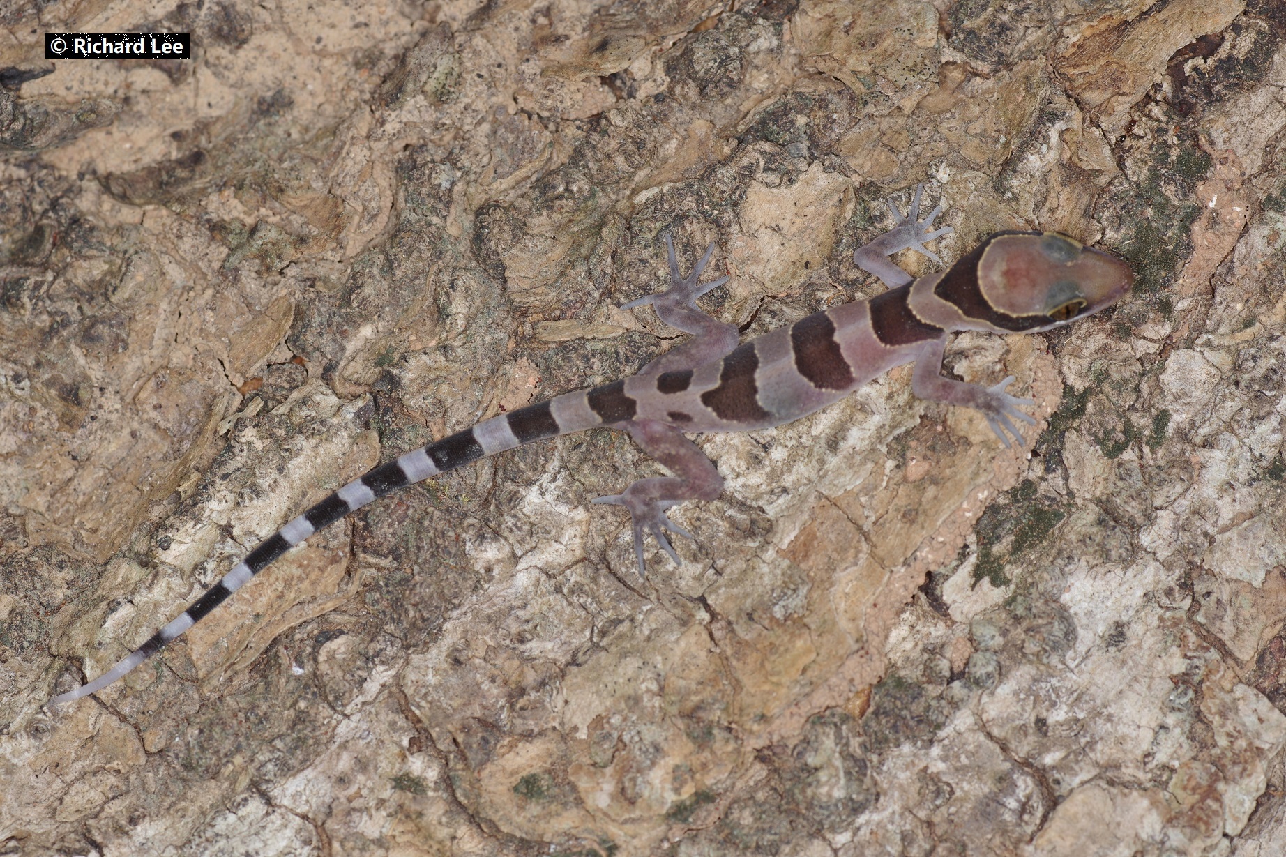 Cyrtodactylus intermedius (Smith, 1917)