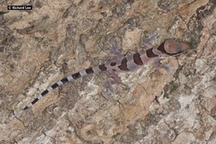 Cyrtodactylus intermedius
