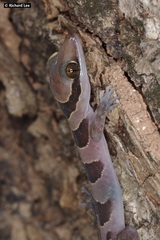 Cyrtodactylus intermedius
