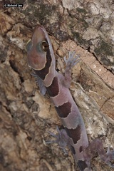 Cyrtodactylus intermedius