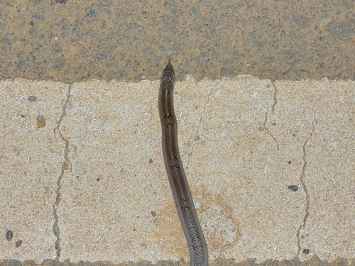 Streaked Kukri Snake