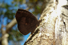 Godartiana muscosa