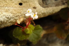 Begonia alchemilloides