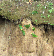 Brotogeris sanctithomae