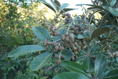 Didymopanax