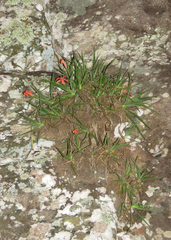 Barbacenia tomentosa