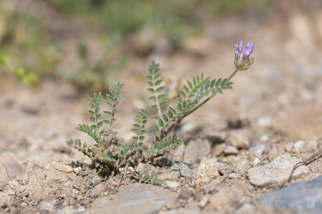 Astragalus stella