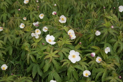 Anemonastrum dichotomum