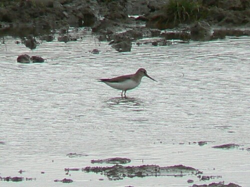 iNaturalist: (c) Aleksey Kobzev, some rights reserved (CC BY-NC), uploaded by Aleksey Kobzev iNaturalist image