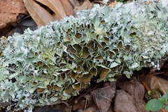 Parmotrema submarginale