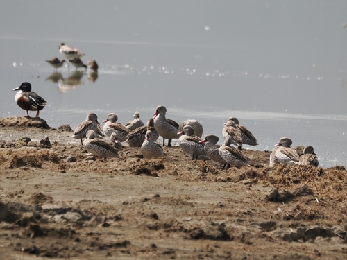 iNaturalist: (c) Michał Górski, some rights reserved (CC BY-NC), uploaded by Michał Górski iNaturalist image