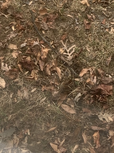 White-throated Sparrow