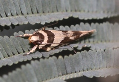 Macrobathra desmotoma