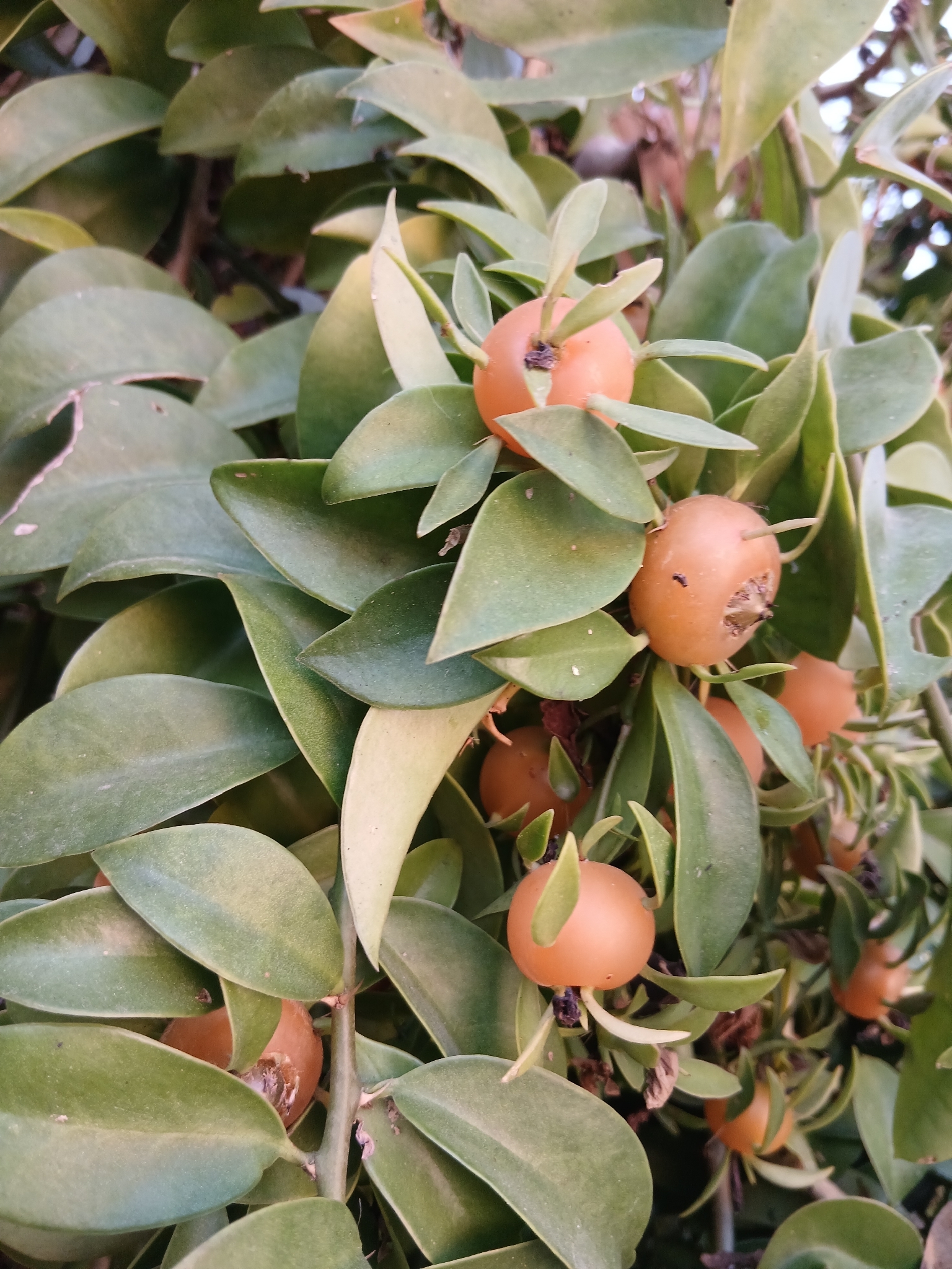 Barbados gooseberry