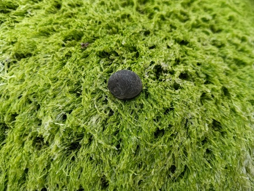Nerita ocellata observed 2026-01-06