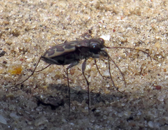 Lophyra neglecta
