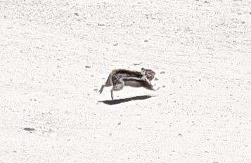 Common Golden-mantled Ground Squirrel