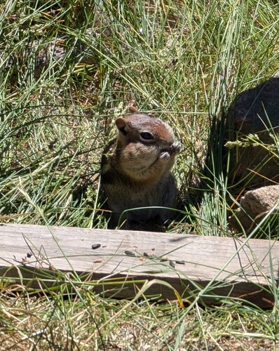 Common Golden-mantled Ground Squirrel