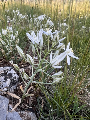 Tufted Star-of-Bethlehem (Ornithogalum comosum)