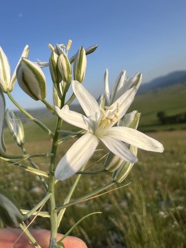 Ornithogalum comosum, photograph 2