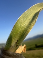 Ornithogalum comosum, photograph author not stated, no rights reserved