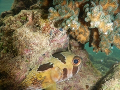 Diodon liturosus