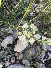 Ornithogalum comosum, photograph author not stated, no rights reserved