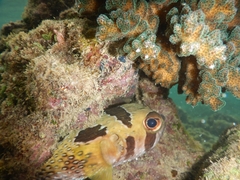 Diodon liturosus