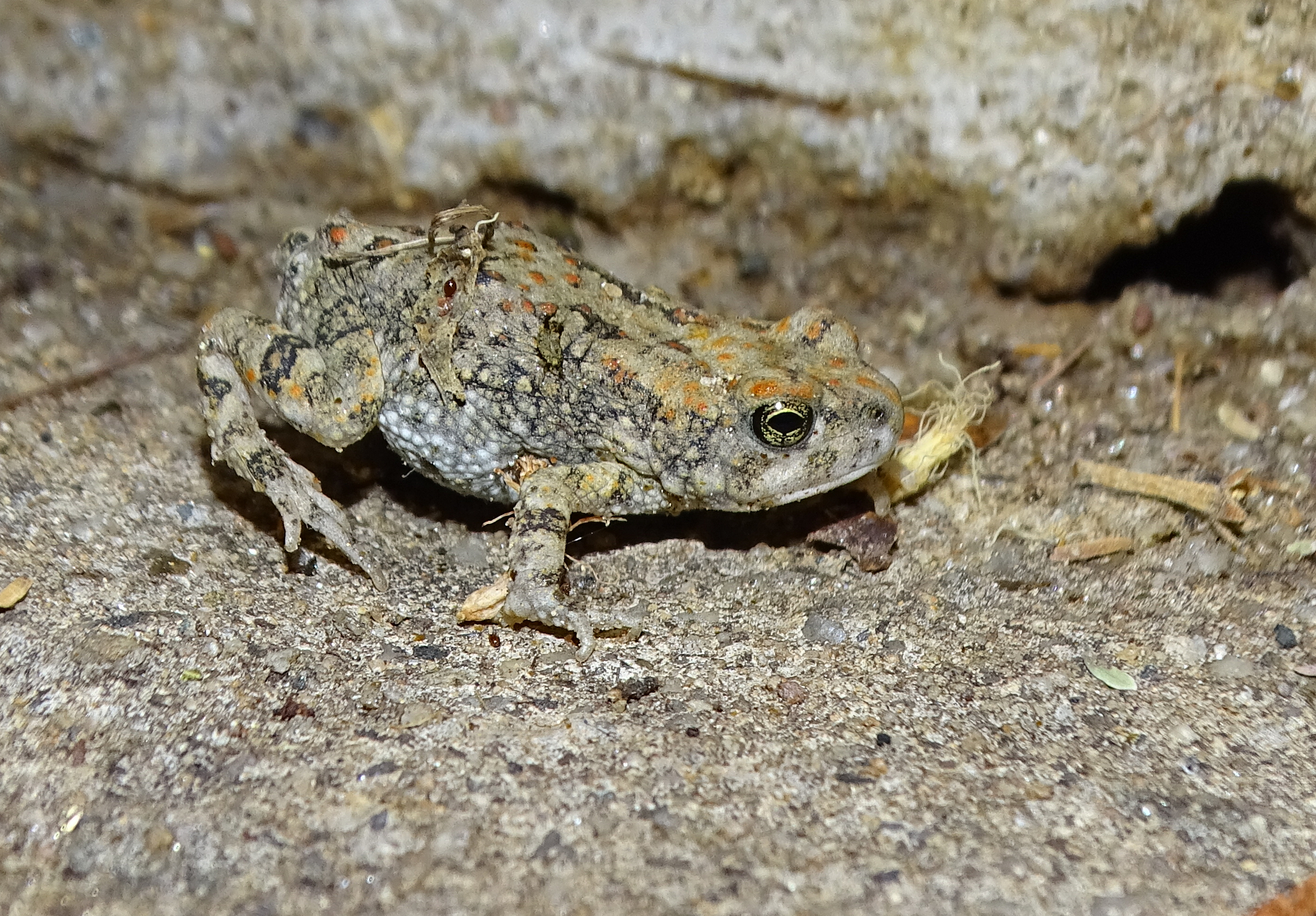 Hoesch's Toad