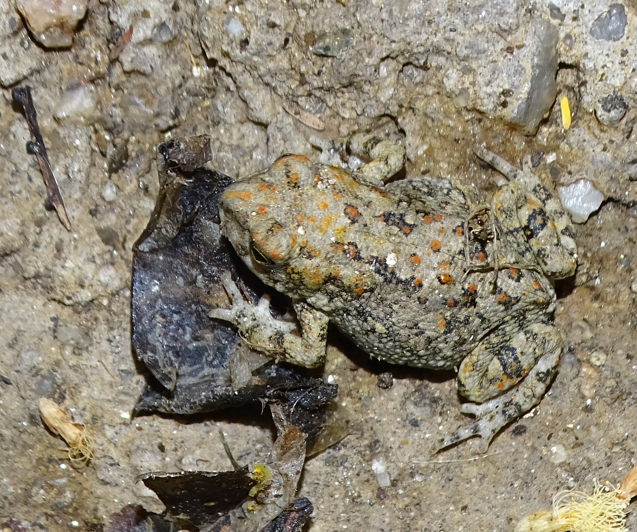 Hoesch's Toad photo 2